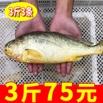 3 catties 3 wild large yellow croakers fresh seafood frozen aquatic products fresh large yellow croakers seafood aquatic products sea fish