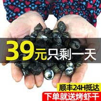 Zhoushan fresh Sesame snail 500g fresh shampoo snail conch cat eye snail seafood aquatic screw snail shellfish