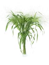 Dutch imported fountain grass flowers Joker flowers with flowers with grass with leaves arrangement high-end wedding bouquet