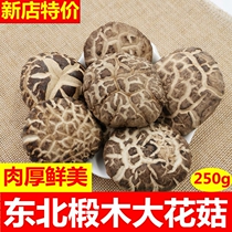 Northeast Basswood big flower mushroom farm specialty mushroom money mushroom meat thick mushroom wild cut leg bulk 250g