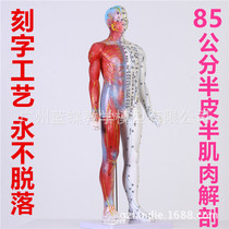 Lettering clear 85CM semi-skin semi-muscle model human acupoints Meridian model of traditional Chinese medicine teaching