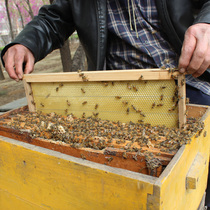 Bee Brothers nest frame in the bees nest frame Center nest skin fir standard groove spleen frame bee raising tools
