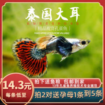 Fish era] thai great ear boutique peacock fish tropical ornamental fish butterfly wing anchovies large ears pet fish living