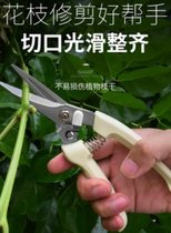 Fruit tree scissors special scissors pruning shears imported grafting large scissors lends manual peach tree gardening tools artifact