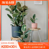 Roll leaves banyan flower leaf rubber tree red Kuan Kung flowers King Kong Cocoa Banyan Rich Banyan Iridescent Green Plant Indoor View Leaf Plant