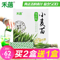 Hebei wheat seedling juice powder fresh extraction wheat green juice wheat grass juice powder concentration