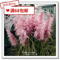 Flower edge Pickles imported ornamental grass seeds * Pan Am * Pu Wei Mang Fandai turban slope 10 grains of hairy Crown grass