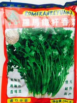 Roman iron coriander seeds resistant to lodging and heat-resistant late bolting coriander seeds spring and autumn sown vegetable seeds for high yield