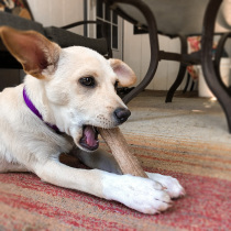 Cool pooch toy grinders resistant to bite dogs self-hi to understand smoggy