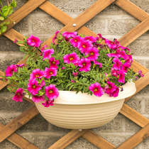 Love Lith wall-mounted resin thickened flower pot suspended hanging basket green loo multimeat hanging flower pot Alice hanging wall upper basin