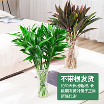 Fugui bamboo hydroponic plant purple plant banana gold Penh bamboo transport bamboo indoor potted plant purification air water four