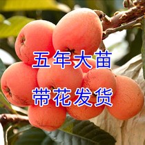 Big five-star loquat seedlings planted in the north and the White Jade seedless early Bell Pond grafting loquat saplings Mengzi