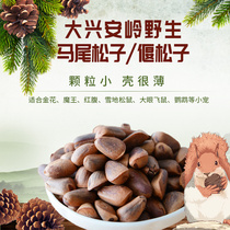 (Mawei Songzi) Magic King Snow Golden Flowers Squirrel Grain Big Eyed Flying Rat Food Feed Raw and Songson 100g