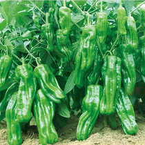 Thin-skinned chili seed seed high-yield specialty lantern pickled pepper wrinkled seedling early-maturing pepper spring vegetable seedling Young