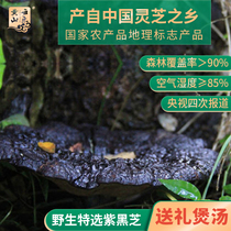 Huangshan Yunle Deep mountain Ganoderma lucidum wild purple and black Ganoderma lucidum packaging gift box whole flower 200g vacuum packaging Wine and water