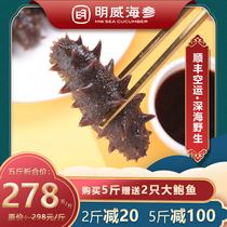 Mingwei instant sea cucumber Dalian wild Liaoshen fresh sea cucumber single gift box instant aquatic water seepage 500g