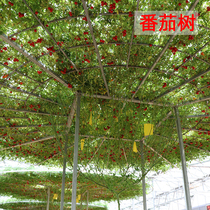 Tomato tree seeds tomatoes tree seeds tree-shaped tomato seeds annual characteristics spring sown vegetables Four Seasons