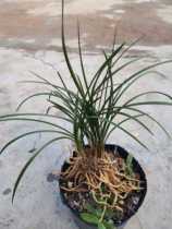 Spring orchid (5-8 seedlings)