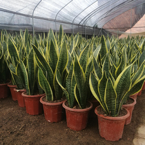 Phnom Penh Tiger Pilan potted plants to absorb formaldehyde radiation protection green living room balcony plants to purify the air