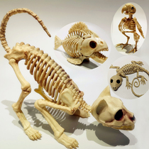  Halloween horror skull animal skeleton bat spider scorpion rat snake haunted house venue layout props skull