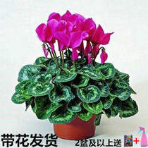  Big seedling Cyclamen potted indoor flowers Rabbit flower flower seedlings Rabbit ear flower Radish begonia with pot with flower delivery