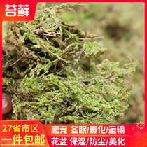 High-quality Dry Moss Water Tundra Orchid Butterfly Orchid Nutritional Soil Matrix Paved Surface Uglans Snake Hibernate Mat Material