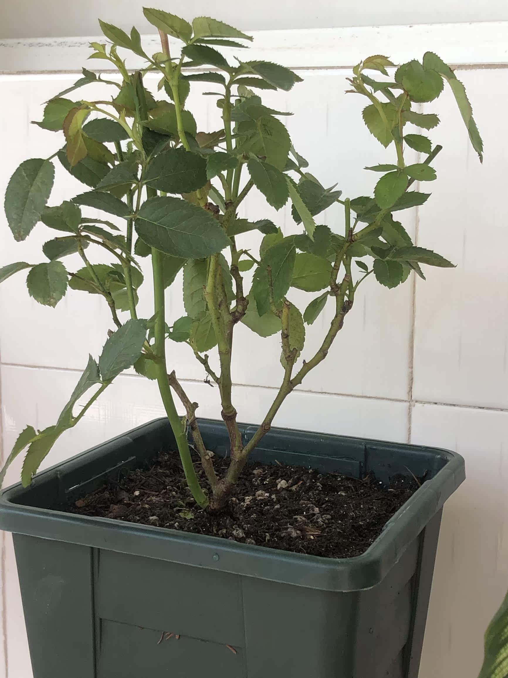 真实测评微月海神王花卉好不好呢？请问怎么样？内行分析实际情况