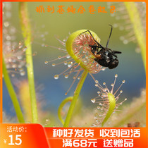 Cape of Good Hope Sutchy White Red Broadleaf Small Cordyceps Cordyceps Plant Potted Cordyceps Indoor Venus Venus