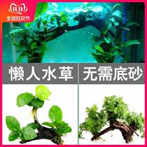 Water plants Fish tank Landscaping Shenmu water ficus water plants Living freshwater plants Fish tank Soil-free water plants Aerobic lazy water plants