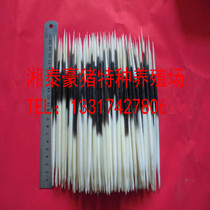 Natural porcupine thorn 20-21CM fish drift hairpin tea needle(the countrys largest porcupine thorn online shop)