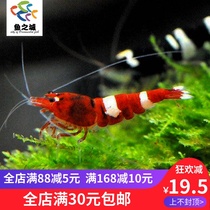 Fish City Wine Red Crystal Shrimp Red White Crystal Shrimp Red Shrimp Red Shrimp Wine Red Shrimp Wine Red Shrimp Ornamental Water Grass Shrimp Living