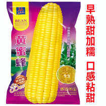 Yellow bees sweet and glutinous corn seeds precocious yellow sweet glutinous corn seeds spring and summer courtyard vegetable varieties are solitary