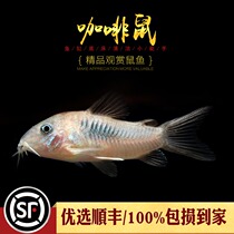 Coffee rat fish aquaculture tank bottom fish cleaning feed residue bronze small mouse fish turning bottom sand tropical fish live