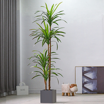 Roman Mama Emulation Plant Dragon Blood Tree Large Green Plant Nordic Ins Wind Living Room Indoor Floor Pendulum