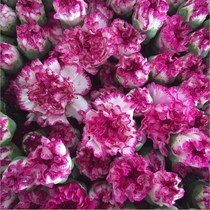 Carnation Bouquet Base Straight Flowers Yunnan Kunming Direct Batch City Express Home Water Flower Direct Supply