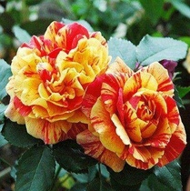 (Mini Rose) Juke Kodna Summer Final Song European Moon Flower Seedling Stripe Rose Large Flower Balcony