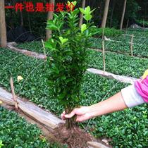 Winter Miao Winter Youth Road No Fall Leaves Green Hedge fence Fence Courtyard Large Leaves