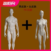Human skeletal model Reference drawing breasts like fine art with skeleton anatomical medical head skull muscles all over the body