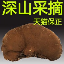 Wild thin-skinned Ganoderma lucidum Changbai Mountain deep mountain growth thin pinhole bacteria thin-skinned hairy