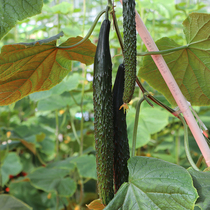 Thick cucumber seeds 35 short-hand cucumber seeds resistant to low temperature in spring early and spring overwintering Four Seasons greenhouses and high yield