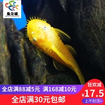 Fish City Scavenger Scavenger Live Gold Mustache Blue-eyed Mustache Blue-eyed Mustache Aquarium Fish Live