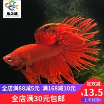 Douyu fish living Red Lion King Betta Living Lion king red Betta Living living Betta live ecological bottle
