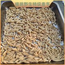 Special class wild dwarf lilyturf 500g Guizhou alpine when season new goods selected Dwarf Lilyturf Natural no sulphur Add Chinese herbal medicine