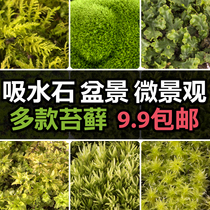  Moss Bryophyte micro-landscape Fresh seeds Sheung Shui stone absorbent stone Potted bonsai simulation table moss paving