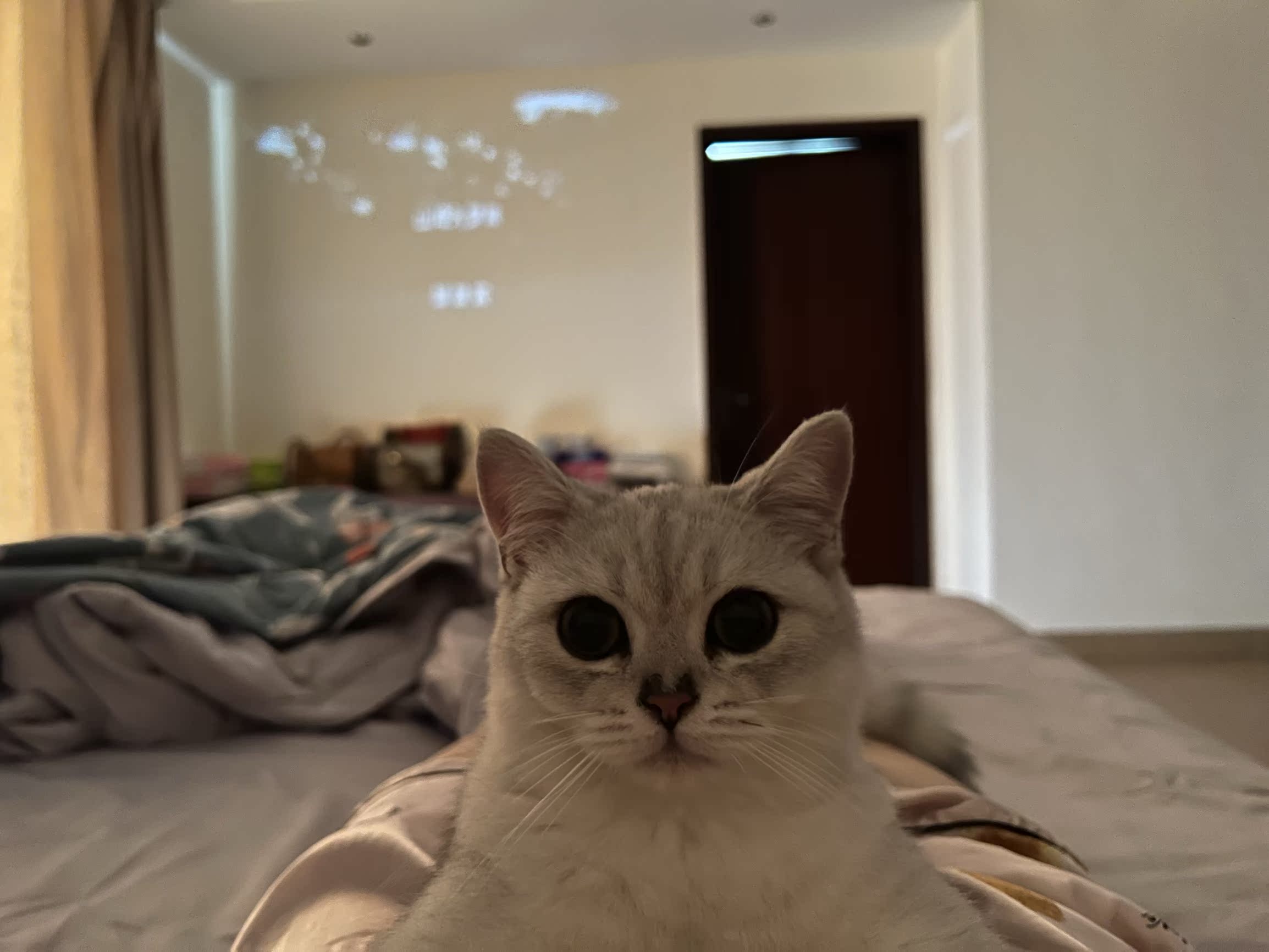 rawmeat猫主粮致命缺点？真相揭秘实情！！！
