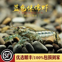 Pygmy shrimp ornamental pet Freshwater Blue Orange Tesanu Little Dragon mini armour shrimp water tank cleaning shrimp