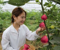 Fig tree fruit seedlings dwarf potted ground planting four seasons planting results of the year Xinjiang boggy Red Fig Seedling tree