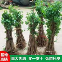 Gingko Saplings Occupy the area of demolition Miao Miao Miao Miao Baiguo Miao Plant Walkway Greening Miao