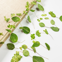 Vine Ravine Grass Series With Branches Rabbit Ear Grass Horse Bean Leaf Silver Gleaf Wind Boat Ge Leaves Specimen Embossed Dry Flower Material