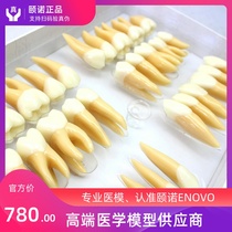 ENOVO 2 5x dental body shape model Dental guide Dental prosthodontic dental model Dental carving